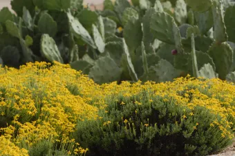 Wildflowers and cacti