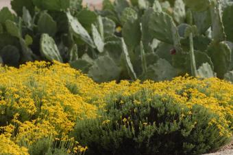Wildflowers and cacti from the Ladybird Johnson Wildflower Center at The University of Austin at Texas