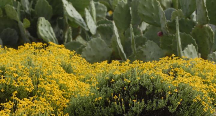 Wildflowers and cacti from the Ladybird Johnson Wildflower Center at The University of Austin at Texas